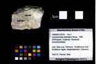 Foto (Objekt + Etikett) von Goniodromites bidentatus (Reuss, 1858)  (NHMW-GEO-1990-0041-2510)
